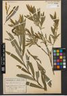 Foto von Salix purpurea L.